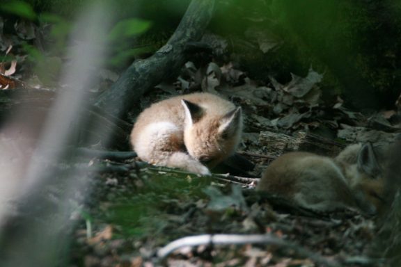 #BabyFox #Fox #Kitten #Kit