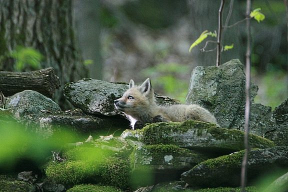 #BabyFox #Fox #Kitten #Kit