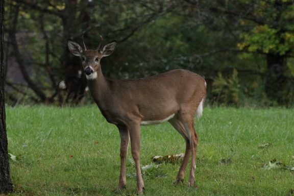#WhitetailedDeer #Whitetail #Deer #Spike #Spikehorn #Bucl