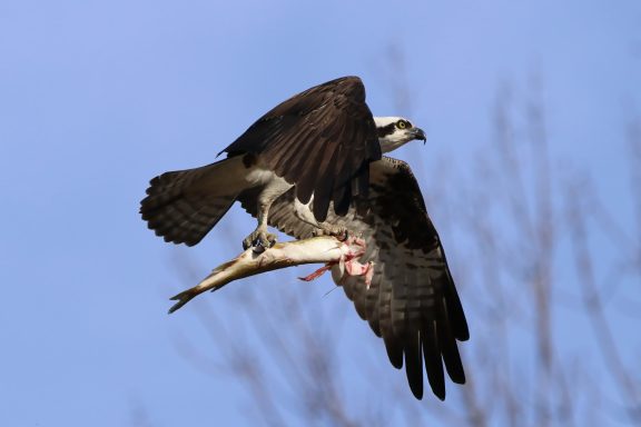 #Osprey